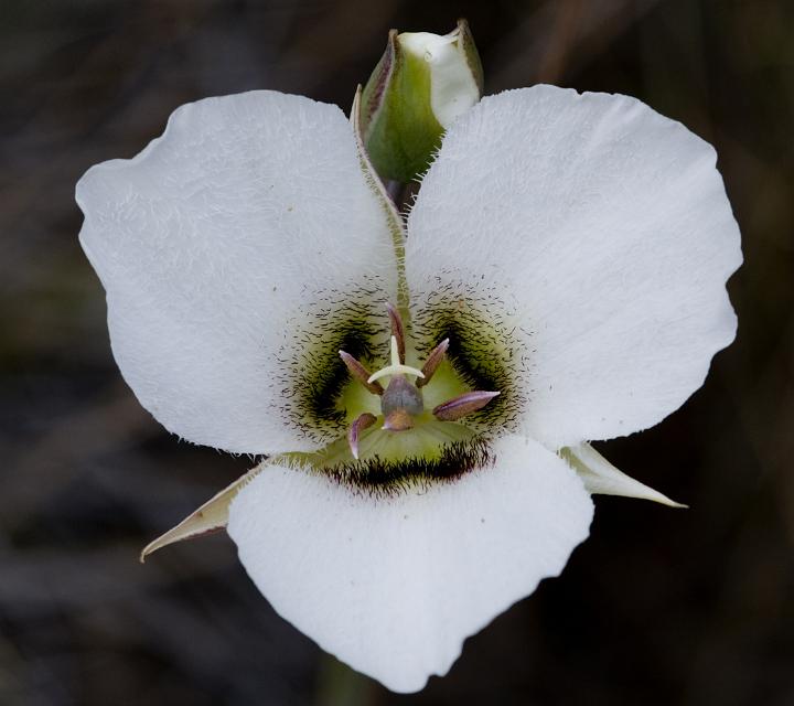 Howells Mariposa Lily, Calochortus howellii.jpg